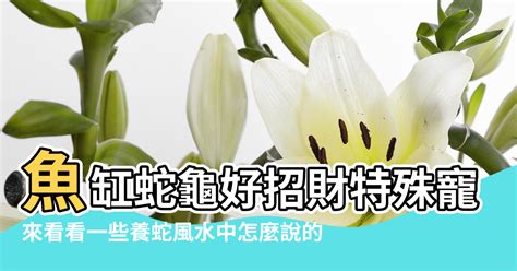 養蛇風水|【蛇招財嗎】蛇會招財嗎？命理師曝風水4撇步，原來磁場能加。